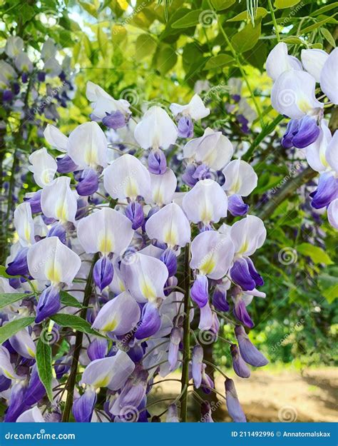 Long Hanging Purple Wisteria Flower Cascades, Purple Wisteria ...