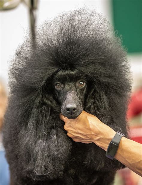 Dog Grooming as a Career: A Comprehensive Guide - Four Paws Groom School