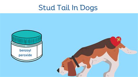 Stud Tail in Dogs - Causes, Symptoms, and Treatment
