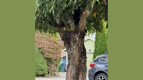 You Have a High IQ and Hawk Eyes if You Can Find the Hidden Cat in 7 ...