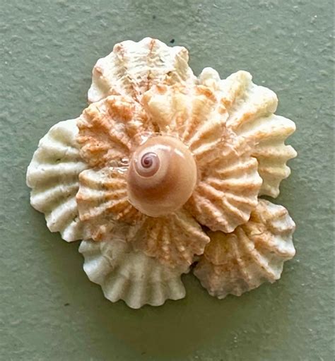 Seashell Flower Tutorial 的图像结果