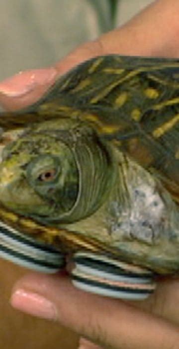 Image result for Futures Bionic Turtle