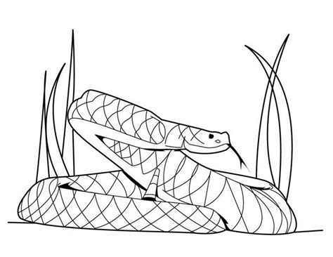 Burmese Python Coloring Page Coloring Pages