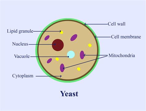 What is meant by yeast? Give its example.