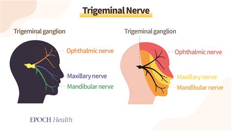 Trigeminal Nerve Migraine Trigeminal Neuralgia: A Closer Look At This