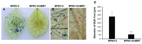 Silencing GmBIR1 in Soybean Results in Activated Defense Responses