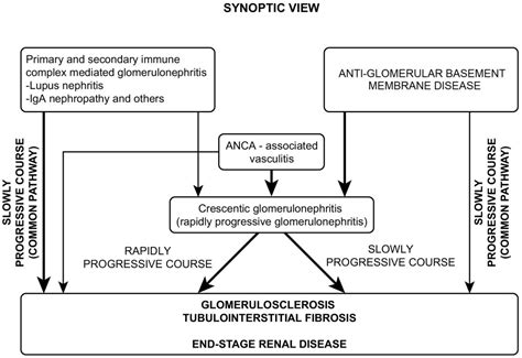 Three Diseases Mediated by Different Immunopathologic Mechanisms—ANCA-Associated Vasculitis ...