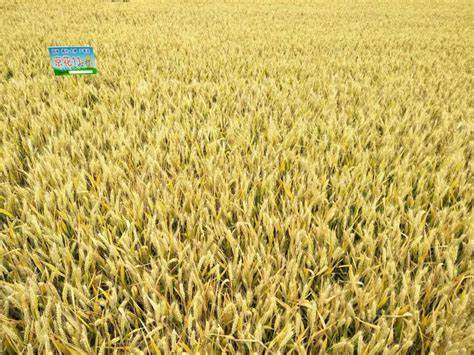 超过1800斤的小麦品种