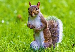 Image result for Cute Animals and Nature