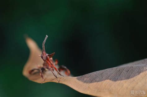 螳螂vs各种昆虫,蝎子vs螃蟹,螳螂vs蜈蚣_大山谷图库