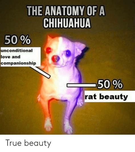 50+ Funny Chihuahua Memes For Anyone Who Loves The Little Spicy Dog