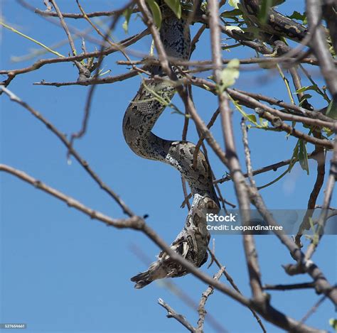 Image result for African Rock Python Eating Crocodiles