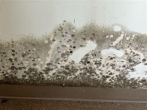 Image result for Mold Testing MA