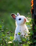 Image result for Cutest Bunnies