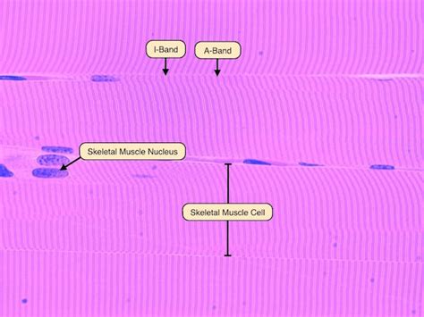 Image result for Z-Line Muscle Cell