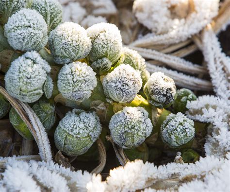 The best vegetables to overwinter - 10 great crops to grow | Homes and Gardens