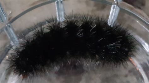 Do Birds Eat Woolly Bear Caterpillars at Marvin Peters blog