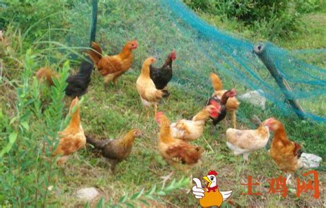 散养土鸡、乌鸡场地选择12项要点，生态养殖、青山绿水是关键_养殖一点通