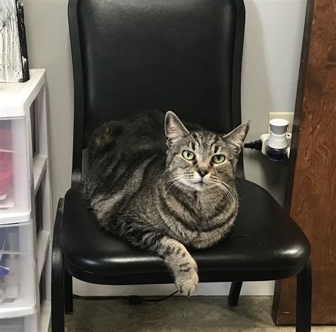 Northeast Arkansas Humane Society in Jonesboro, AR