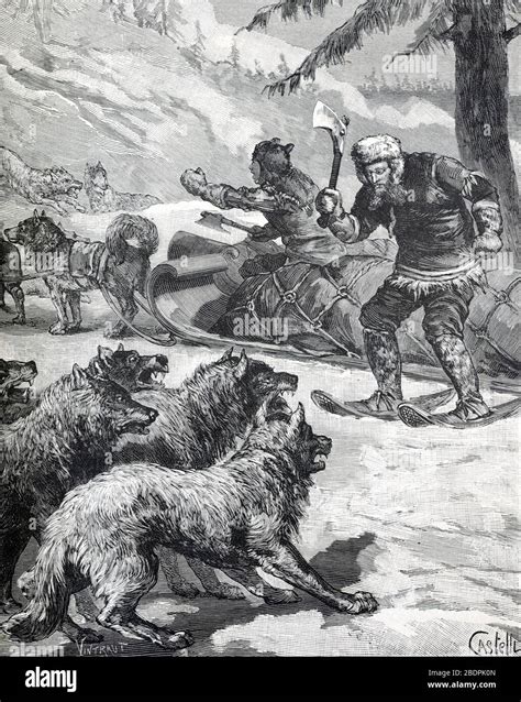 Canadian Wolf Attacks