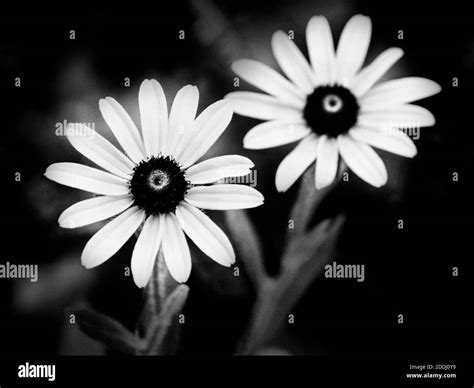 Black White Flowers Pictures