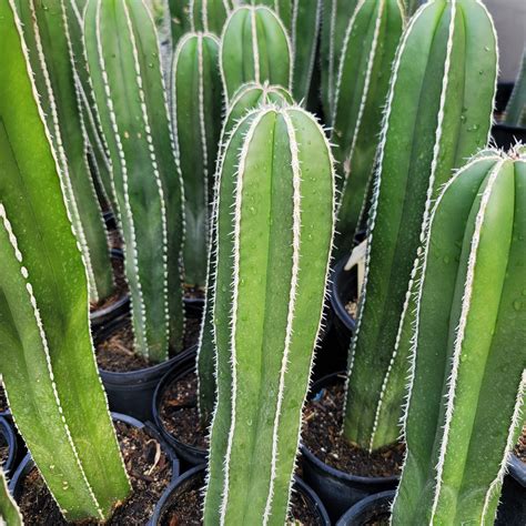 Mexican Fence Post Cactus 'Pachycereus marginatus' | Cactus garden ...