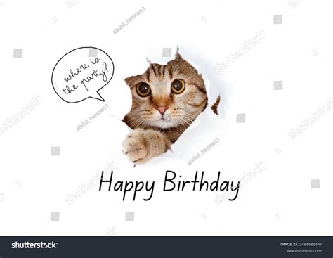 Cute Cat Wishes Happy Birthday Stock Photo 2484985447 | Shutterstock