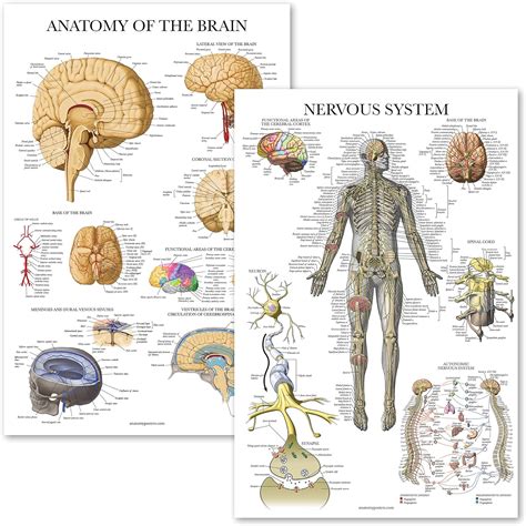 Palace Learning Anatomical Charts: Nervous System & Brain Posters ...