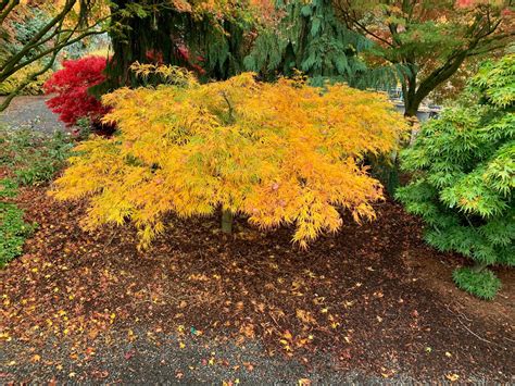 Buy Dwarf Japanese Maples — Mr Maple │ Buy Japanese Maple Trees