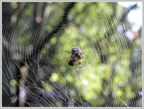 Pavučina (Arachnos) - informace - Bobův fotoblog