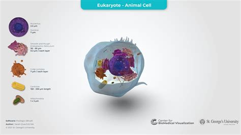 Eukaryotic Cell - 3D model by The Center for BioMedical Visualization ...