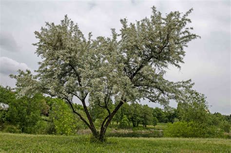 Types Of Willow Trees In Texas at Scott Mcrae blog
