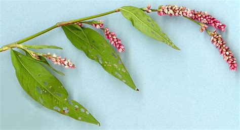 Lady’s-thumb - Department of Agriculture and Aquaculture