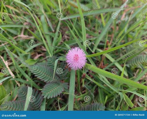 The Flower of Shy Plant or Mimosa Pudica Stock Photo - Image of grow ...