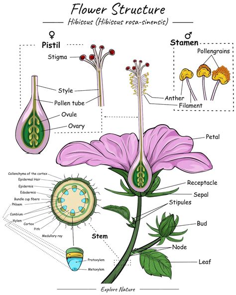 Flower structure | Premium Vector | Flower structure, Biology projects ...