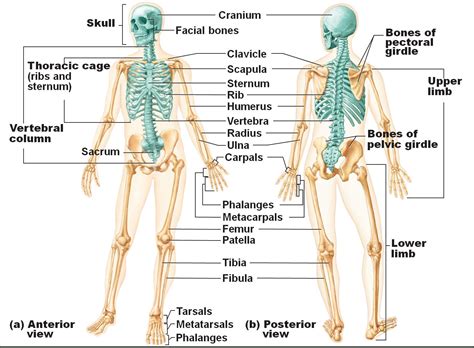Image result for axial skeleton anatomy labeled | Anatomy bones, Human anatomy and physiology ...