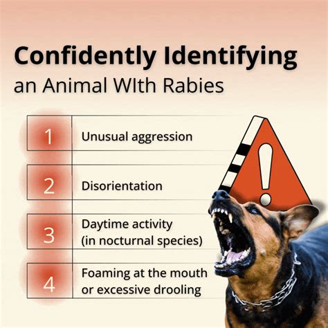 Can Rodents Carry Rabies? Signs and Safety Tips | Inside & Out Pest ...