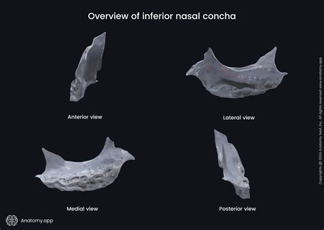 Inferior nasal concha | Encyclopedia | Anatomy.app | Learn anatomy | 3D ...