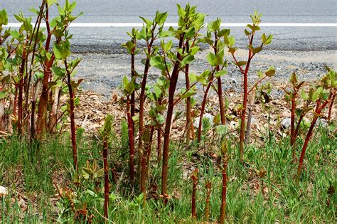 How to Remove Japanese Knotweed - what kills knotgrass
