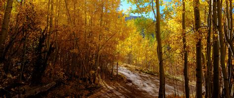 Download wallpaper 2560x1080 forest, trail, autumn, mountains ...