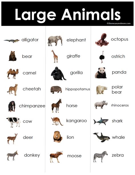 ESL Vocabulary Bundle: Large Animals - The Measured Mom