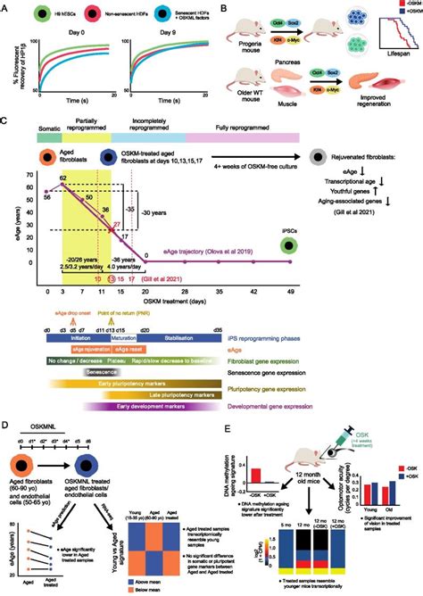 Image result for Reprogramming and Rejuvenation