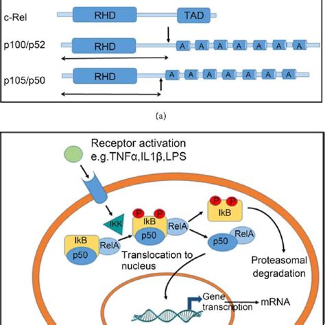Image result for Rela Flow