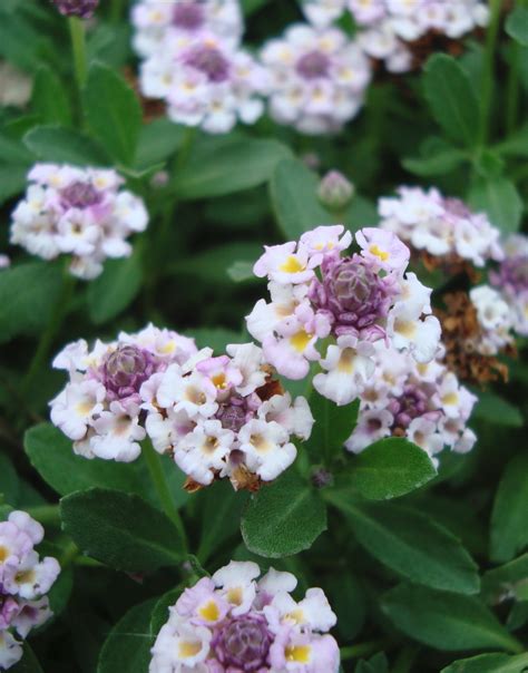 Phyla nodiflora - Beth Chatto's Plants & Gardens