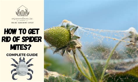 How to Kill Spider Mites 的图像结果