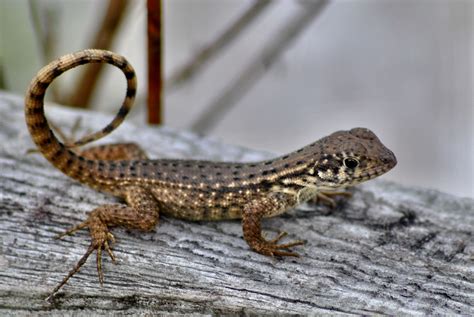 Northern Curly-Tailed Lizard