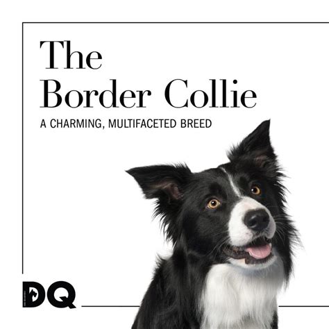 BREED PROFILE: THE BORDER COLLIE | DQ Magazine