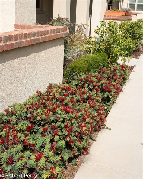 Dwarf bottlebrush - Waterwise Garden Planner