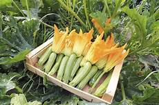 zucchine in vaso come coltivare le zucchine in vaso sul balcone non sprecare zucchine in vaso come coltivare le zucchine in vaso sul balcone non sprecare