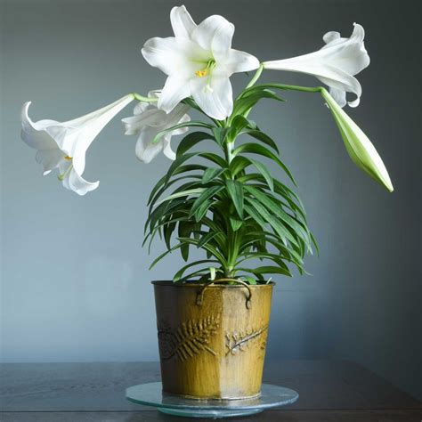 Easter Lily - Caring for & Growing Lilium Longiflorum - Symbolism ...